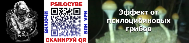 закладка  Назарово  Псилоцибиновые грибы Cubensis 